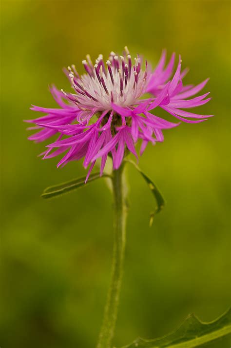 Tra i fiori particolari più facilmente. fiore di campo ??? , Natura Mediterraneo | Forum Naturalistico
