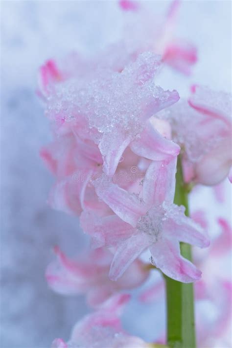 Snow Covered Flower Stock Photo Image Of Spring Snow 39894292
