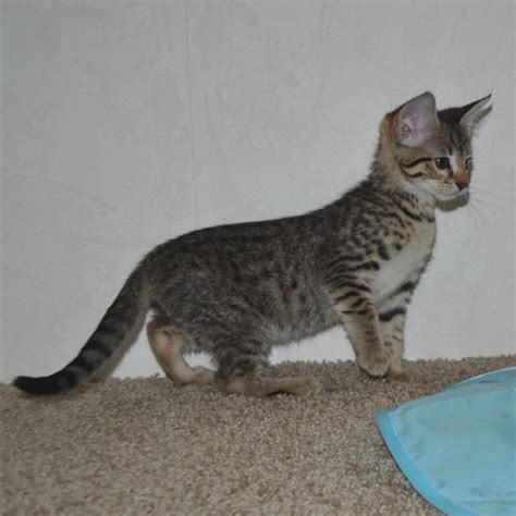 Savannah cat personality, temperament, lifespan, grooming, and health advice. F5 Savannah Kittens Available Savannah Kittens for Sale ...