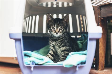 5 Tips for Traveling With Cats | Blain's Farm & Fleet Blog