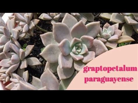 Graptopetalum Paraguayense Una Hermosa Suculenta Cuidados Y Reproducci N Youtube