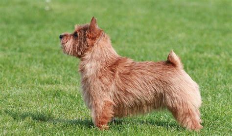 Norwich Terrier Dog Breed Information In 2020 Norwich