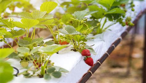 Strawberries Hydroponics Vertical Crop Consultants