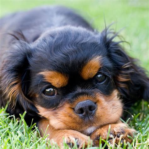These fearless lively little dogs want cavalier's love people and need lots of companionship to be happy. Cavalier King Charles Spaniel Puppies For Sale In Florida