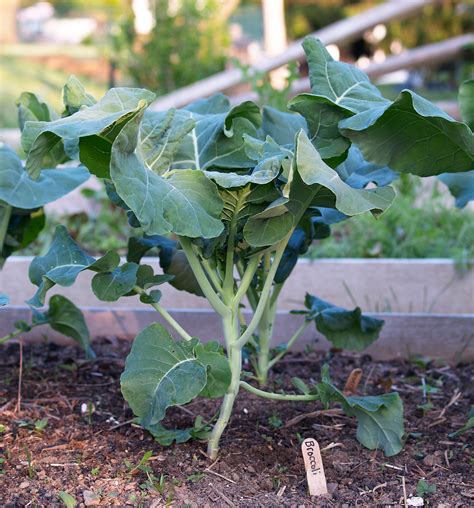Growing Broccoli When To Plant Where To Plant And When