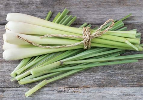 Maybe you would like to learn more about one of these? Manfaat Daun Serai Untuk Kesehatan | Berita Kesehatan Dan ...