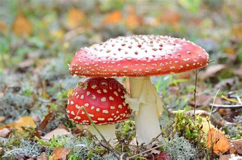 Red Wild Mushrooms Stock Photo Image Of Trees Food 45912572
