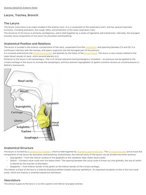 Anatomy Notes Pdf Larynx Lung