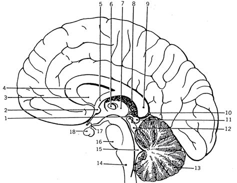 Human Brain Sagittal View