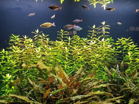 Batu karang lembongan resort & day spa, nusa see 783 traveler reviews, 1,131 candid photos, and great deals for batu karang lembongan resort & day. Underwater World Langkawi | Percutian Bajet