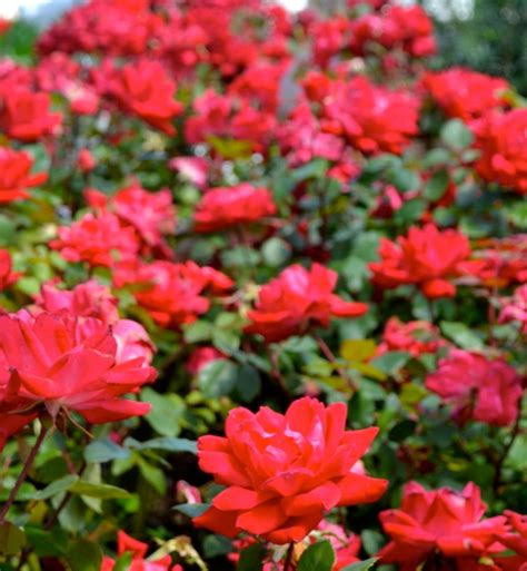 Shopping malls, luxury hotels, apartment buildings Flowering Shrubs: Sun or Shade | Premier Nursery