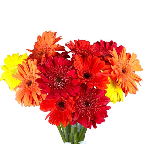 Send Your Choice Of Color Gerbera Flowers In 2022 Gerbera Gerberas