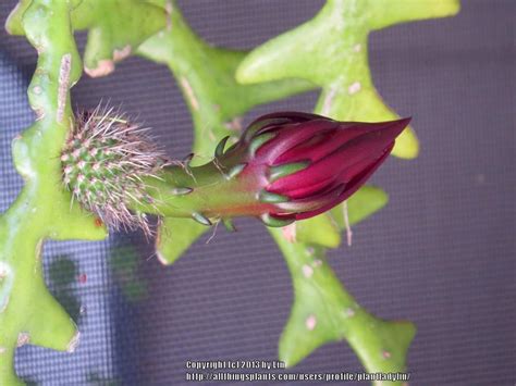 Christmas cacti bloom just in time for the holidays (hence their name), and they're pretty stunning too. Cactus and Succulents forum→My Selenicereus anthonyanus ...