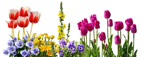 Flower Garden Png Photo Png Mart