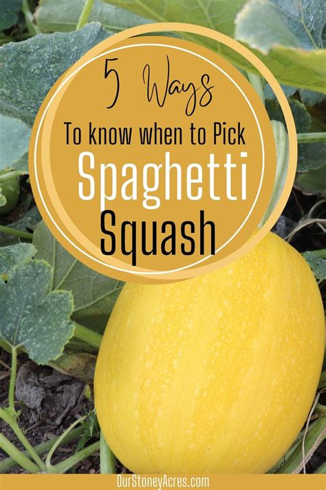 When To Pick Spaghetti Squash Pin Our Stoney Acres