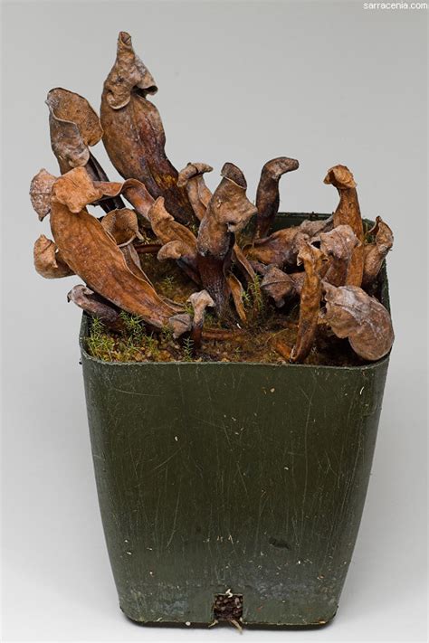 During pruning, be as careful as possible and don't touch the plant as little as possible. The Carnivorous Plant FAQ: Sarracenia cultivation