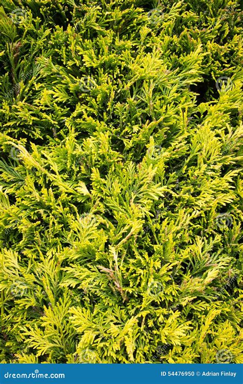 Conifer Leaves And Branches Evergreen Foliage Stock Photo Image Of