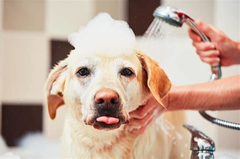 Dog Grooming Tips And Tricks A Comprehensive Guide For Pet Owners