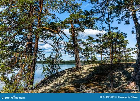 The Quiet Wild Forest And Lonely Trees On The Shore Of The Saimaa Lake