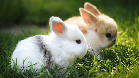 Cute Brown And White Rabbits Are Sitting On Green Grass Hd Animals