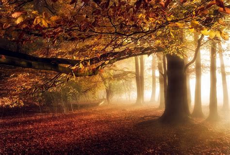 Wallpaper 1400x950 Px Atmosphere Fall Forest Landscape Leaves