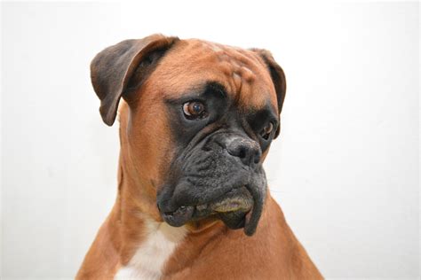 Boxer Breed Information And Facts Article Insider