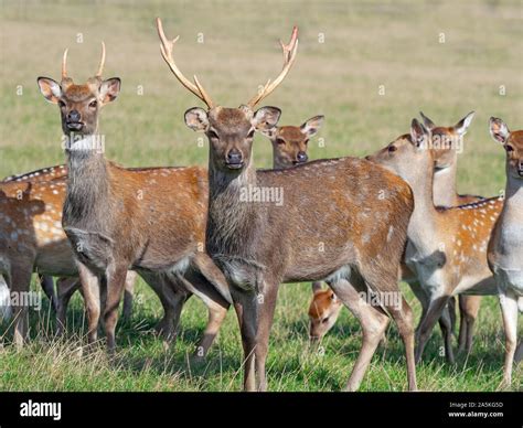 Formosan Sika Deer Cervus Nippon Hi Res Stock Photography And Images