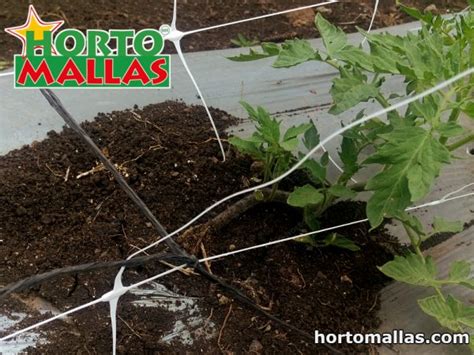 Effects Of Tomato Raffia Twine Trellis Hortomallas™ Supporting Your