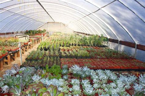 Thanksgiving cactus and christmas cactus will bloom in winter in your house or greenhouse. Cactus Nursery - Tucson, AZ - Bach's Greenhouse Cactus Nursery