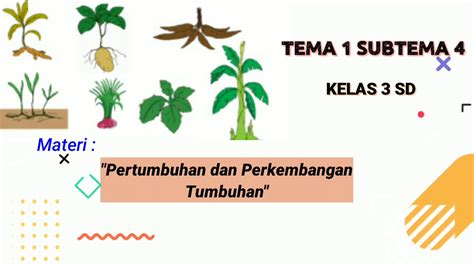 Pembelajaran 1 Subtema 4 Pertumbuhan Dan Perkembangan Tumbuhan Vrogue