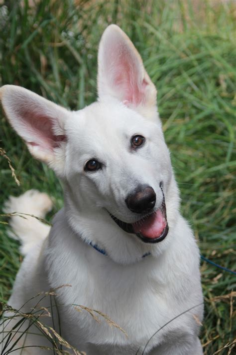 Despite this negative judgment, people who owned white shepherd puppies took note of the many positive characteristics of these dogs. 1108 best White German Shepherds images on Pinterest ...