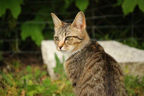 Free Outdoor Kittens Pawhut Large Outdoor Cat Enclosure Kitten House