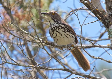 Rare Bird Alert – Page 5 – Travis Audubon