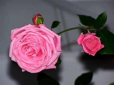 Роза coral lions rose (корал лионз роуз, корал лайонс розе) для сада и загородного дома в каталоге rosecatalog.ru. Coral Dawn Rose, pink rose, climbing rose | Rose, Climbing ...