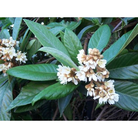 Among fruit trees, loquats are quite unusual and in that the flowers appear in the autumn or early winter, also the (1%) 0.05 mg. Loquat Tree - Seeds - SeedArea