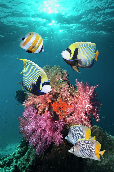 Tropical Coral Reef Fish 3 By Georgette Douwma