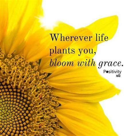 Wherever Life Plants You Bloom With Grace Sunflower Quotes