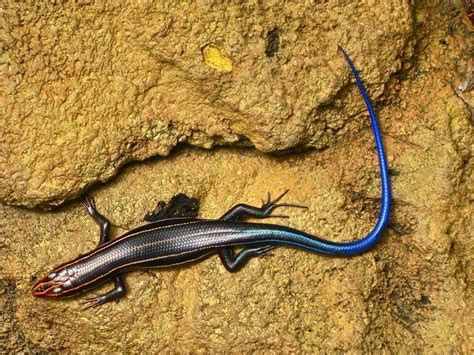 Southeastern Five Lined Skink Reptiles Of Alabama