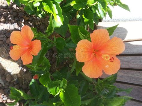 Two Stalks Of Orange Hibiscus Flower With Alluring Green Leaves Stock