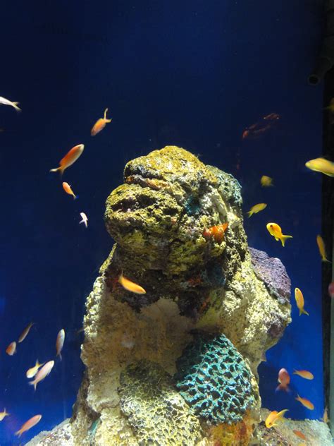 Underwater World Sea Life Aquarium Sunshine Coast