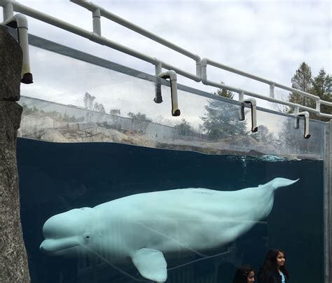 Beluga Whale At Mystic Aquarium Mystic Aquarium Beluga Whale Beluga