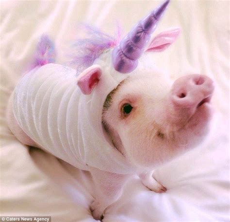 Because The Only Thing Cuter Than A Pig Is A Pig Dressed As A Unicorn
