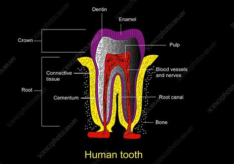 Human Tooth Anatomy Diagram Stock Image C0090358 Science Photo