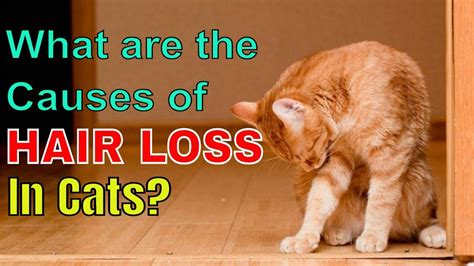 What Are The Causes Of Hair Loss In Cats L V 27 Youtube
