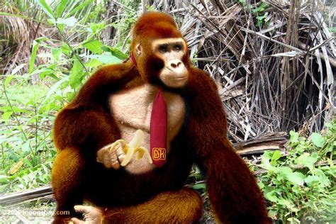 Donkey Kong In Real Life By Phyreburnz On Deviantart