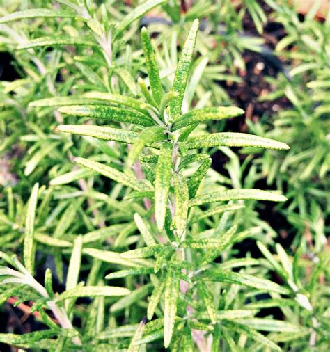 10 Reasons To Grow Rosemary For Your Garden Food And Health Growing