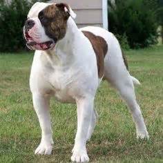 The american bulldog is a large breed of utility dog descended from the old english bulldog. American bulldog Johnson type | pets | Dogs, Dog breeds ...