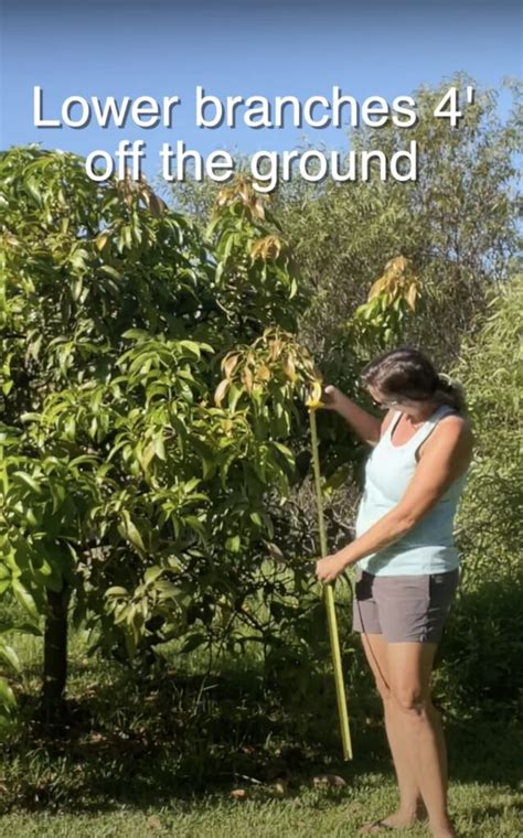 5 Tips To Trim A Mango Tree To Keep It Healthy Craft Klatch