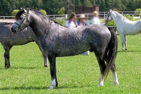 Welsh Pony Characteristics And Temperament Pettime