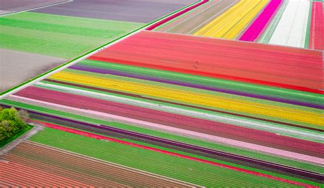 All You Need To Know About Visiting The Tulip Fields In The Netherlands